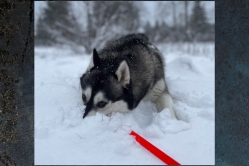Arctic Nova
